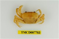 藏品(扁足澤蟹)的圖片